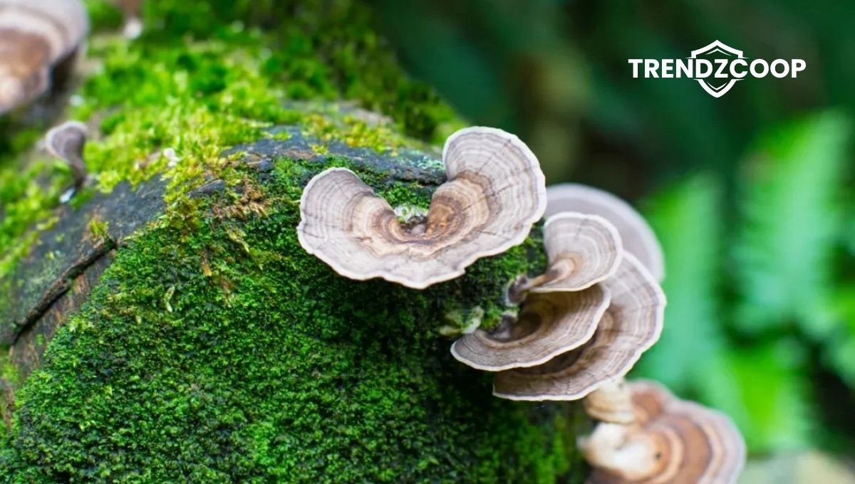 Medicinal mushrooms for cancer