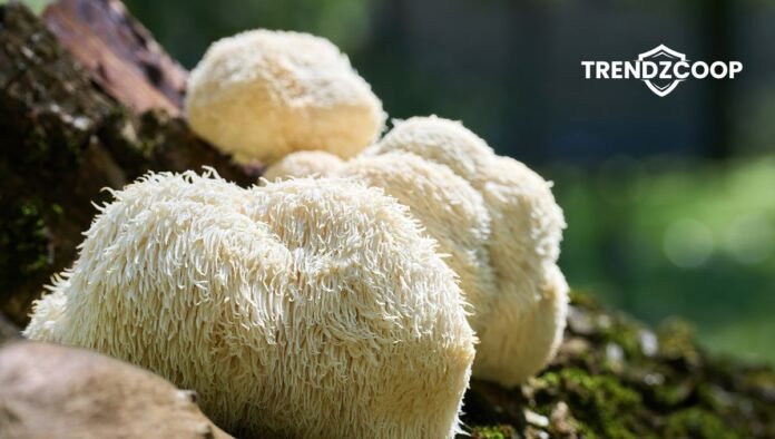 Mushroom Supplements for Brain Health and Focus