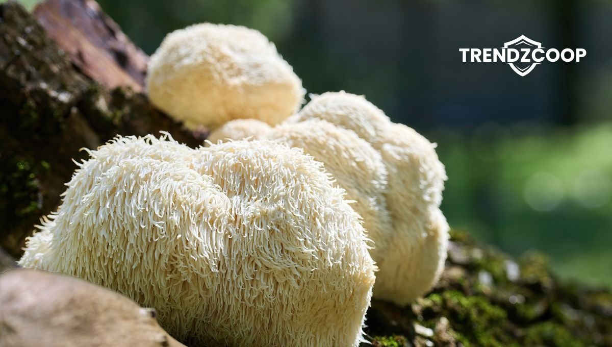 Lions Mane mushroom